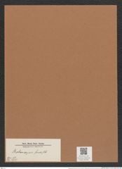 Stephanopyxis ferox Rlfs. (de-Toni-Nr.: Genus 187, Species 4627) Zeichnungen Sammlung Grunow Mappe 04546 (Herbarium_W_Grunow_drawings_Folder_04546)